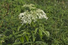 Common Elderberry, Sambucus canadensis