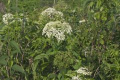 Common Elderberry, Sambucus canadensis