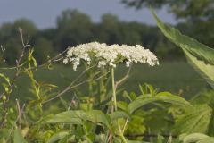 Common Elderberry, Sambucus canadensis