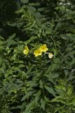 Common evening-primrose, Oenothera biennis