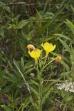Common evening-primrose, Oenothera biennis