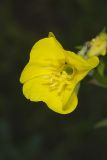 Common evening-primrose, Oenothera biennis