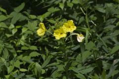 Common evening-primrose, Oenothera biennis
