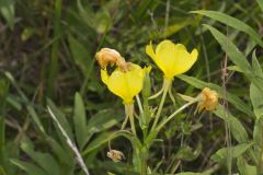 Common evening-primrose, Oenothera biennis