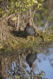 Common Gallinule, Gallinula galeata