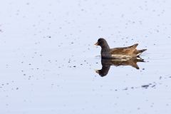 Common Gallinule, Gallinula galeata