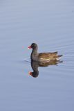 Common Gallinule, Gallinula galeata