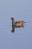 Common Gallinule, Gallinula galeata