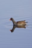 Common Gallinule, Gallinula galeata