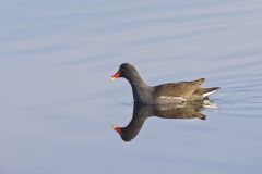 Common Gallinule, Gallinula galeata