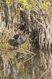 Common Gallinule, Gallinula galeata