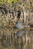 Common Gallinule, Gallinula galeata