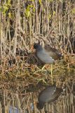 Common Gallinule, Gallinula galeata