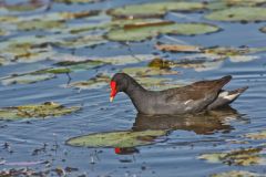 Common Gallinule, Gallinula galeata