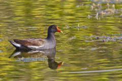Common Gallinule, Gallinula galeata