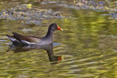 Common Gallinule, Gallinula galeata