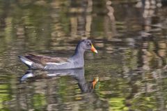 Common Gallinule, Gallinula galeata
