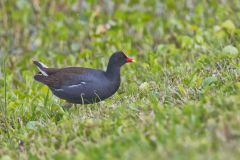 Common Gallinule, Gallinula galeata