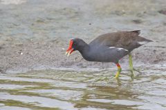 Common Gallinule, Gallinula galeata