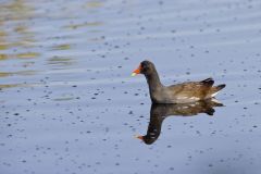 Common Gallinule, Gallinula galeata