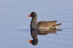 Common Gallinule, Gallinula galeata