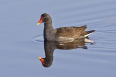 Common Gallinule, Gallinula galeata