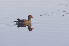 Common Gallinule, Gallinula galeata