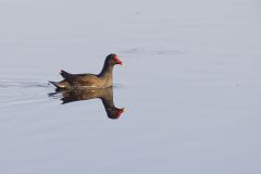 Common Gallinule, Gallinula galeata