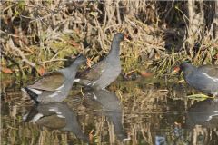 Common Gallinule, Gallinula galeata