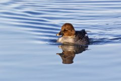 Common Goldeneye, Bucephala clangula