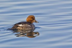 Common Goldeneye, Bucephala clangula