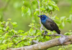 Common Grackle, Quiscalus quiscula