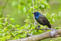 Common Grackle, Quiscalus quiscula