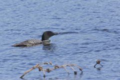 Common Loon, Gavia immer