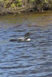 Common Loon, Gavia immer