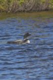 Common Loon, Gavia immer