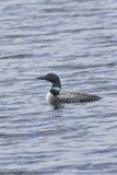 Common Loon, Gavia immer