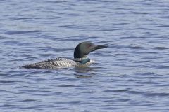 Common Loon, Gavia immer