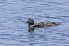 Common Loon, Gavia immer