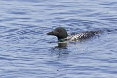 Common Loon, Gavia immer