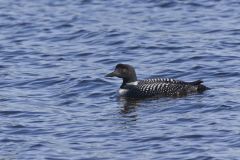 Common Loon, Gavia immer