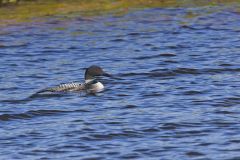 Common Loon, Gavia immer