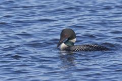 Common Loon, Gavia immer