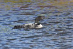Common Loon, Gavia immer