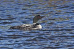 Common Loon, Gavia immer