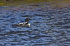 Common Loon, Gavia immer