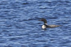 Common Loon, Gavia immer