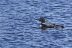 Common Loon, Gavia immer