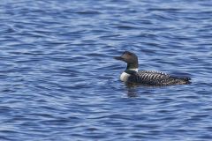 Common Loon, Gavia immer