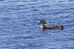 Common Loon, Gavia immer